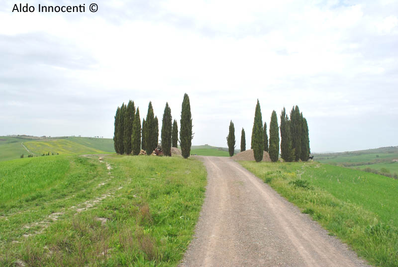 TONDO DEI CIPRESSI DI SAN QUIRICO D'ORCIA 11